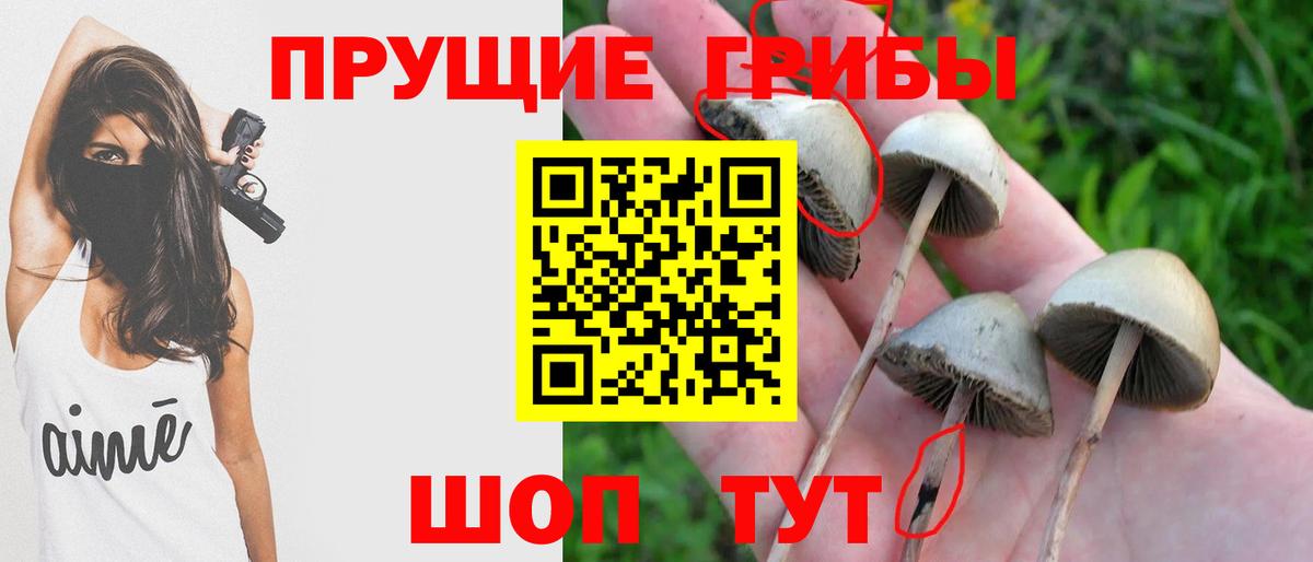 наркотики  Псилоцибиновые грибы мухоморы  Вход с VPN  Спасск-Дальний  Псилоцибиновые грибы Psilocybine cubensis 